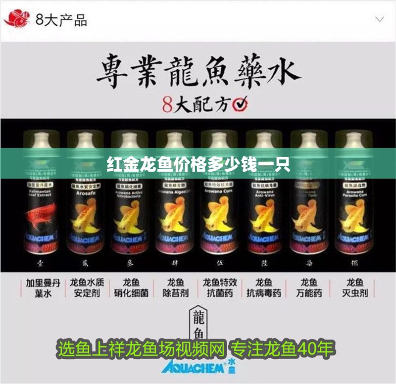 紅金龍魚價格多少錢一只