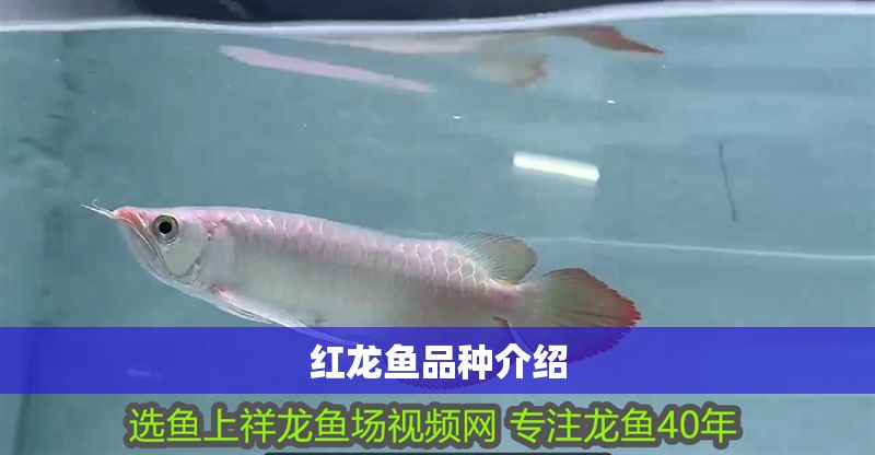 紅龍魚品種介紹