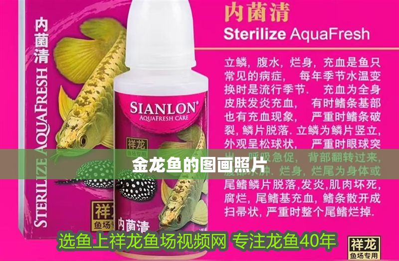 金龍魚的圖畫照片