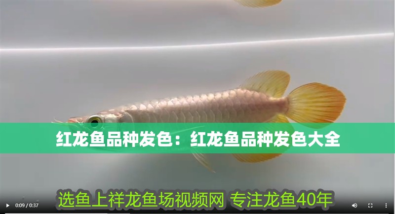 紅龍魚(yú)品種發(fā)色：紅龍魚(yú)品種發(fā)色大全