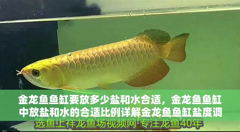 金龍魚魚缸要放多少鹽和水合適，金龍魚魚缸中放鹽和水的合適比例詳解金龍魚魚缸鹽度調節技巧