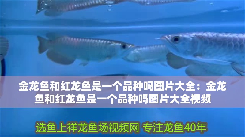 金龍魚和紅龍魚是一個品種嗎圖片大全：金龍魚和紅龍魚是一個品種嗎圖片大全視頻