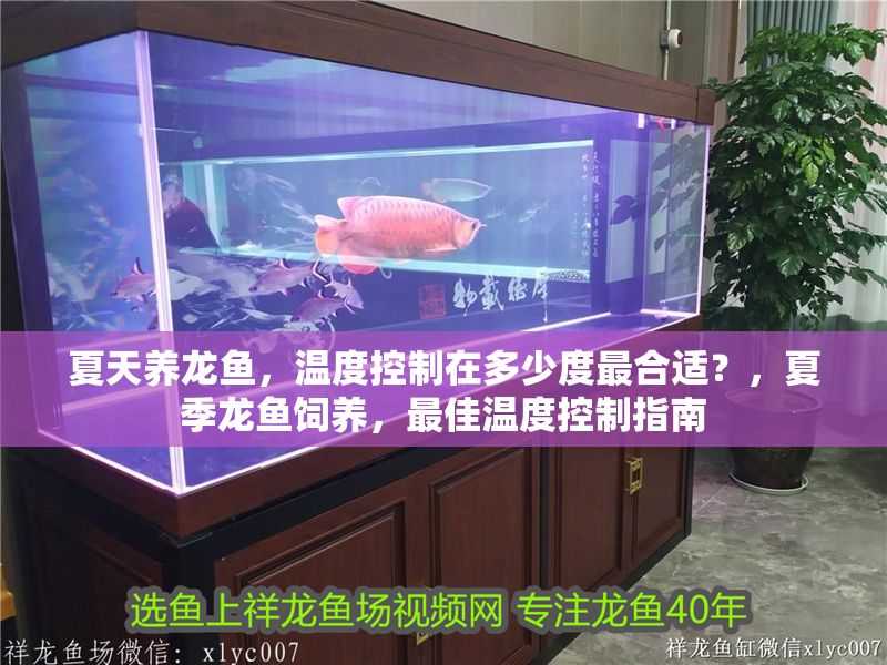 夏天養龍魚，溫度控制在多少度最合適？，夏季龍魚飼養，最佳溫度控制指南