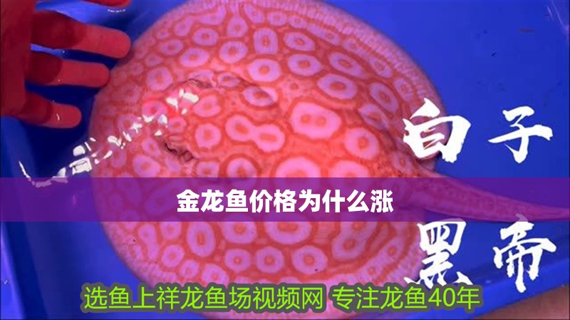 金龍魚價格為什么漲