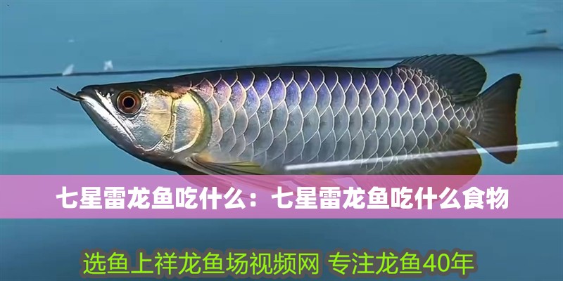 七星雷龍魚吃什么：七星雷龍魚吃什么食物