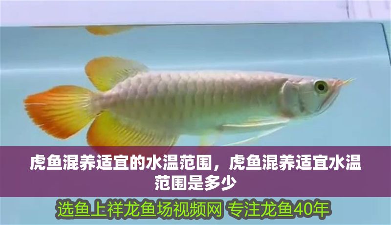 虎魚混養適宜的水溫范圍，虎魚混養適宜水溫范圍是多少