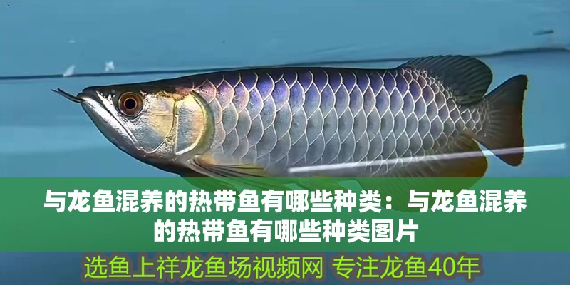 與龍魚混養(yǎng)的熱帶魚有哪些種類：與龍魚混養(yǎng)的熱帶魚有哪些種類圖片