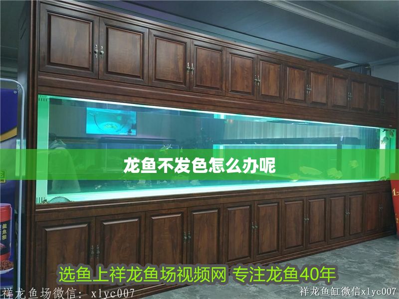 龍魚不發(fā)色怎么辦呢