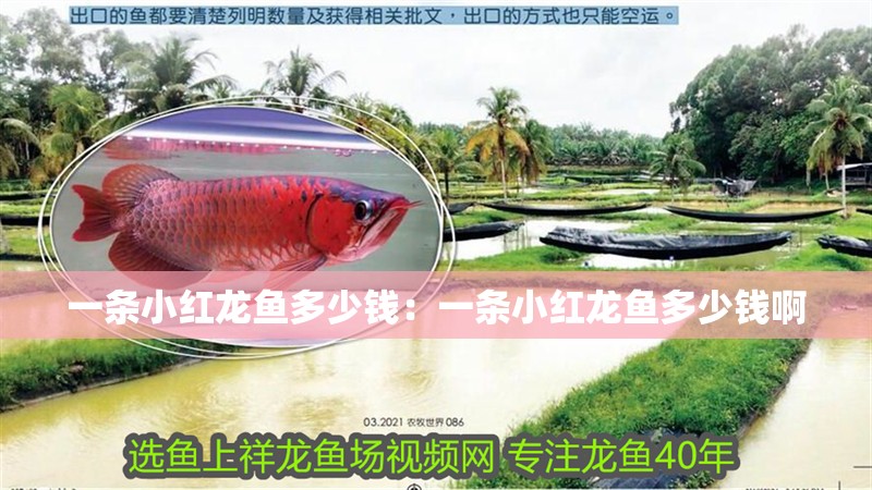 一條小紅龍魚多少錢：一條小紅龍魚多少錢啊