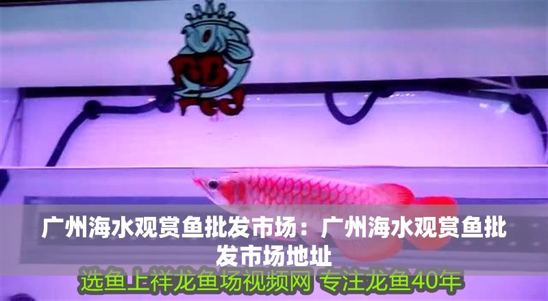 廣州海水觀賞魚批發市場：廣州海水觀賞魚批發市場地址