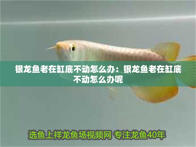 銀龍魚老在缸底不動怎么辦：銀龍魚老在缸底不動怎么辦呢