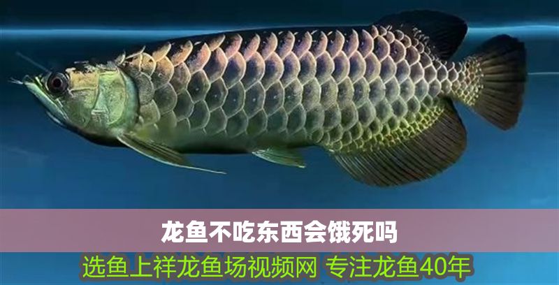 龍魚不吃東西會餓死嗎