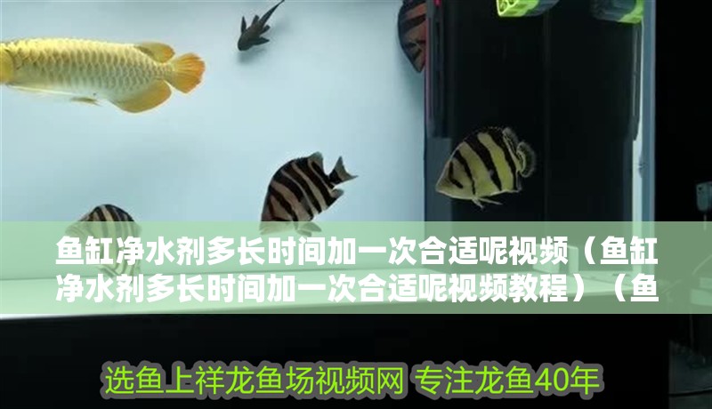 魚缸凈水劑多長時間加一次合適呢視頻（魚缸凈水劑多長時間加一次合適呢視頻教程）（魚缸凈水劑多久加一次）