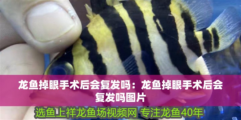 龍魚(yú)掉眼手術(shù)后會(huì)復(fù)發(fā)嗎：龍魚(yú)掉眼手術(shù)后會(huì)復(fù)發(fā)嗎圖片