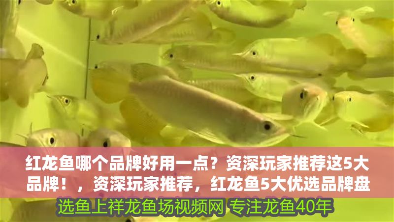 紅龍魚哪個(gè)品牌好用一點(diǎn)？資深玩家推薦這5大品牌！，資深玩家推薦，紅龍魚5大優(yōu)選品牌盤點(diǎn)！