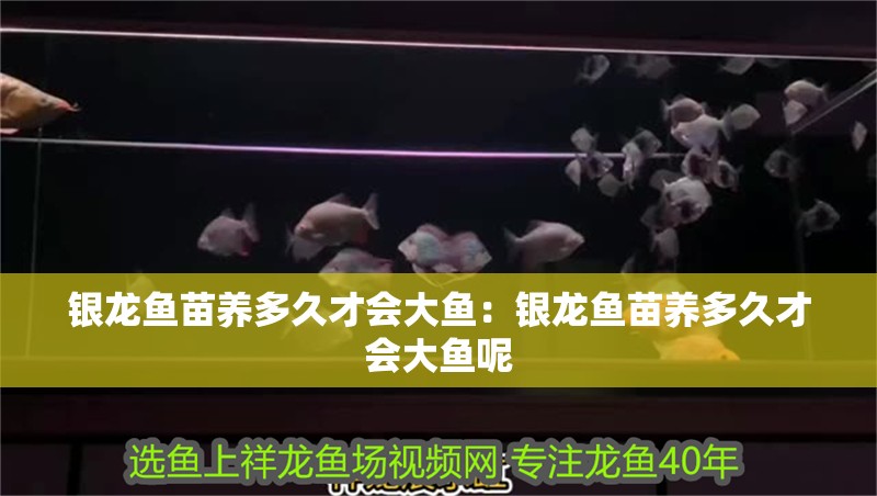 銀龍魚苗養多久才會大魚：銀龍魚苗養多久才會大魚呢