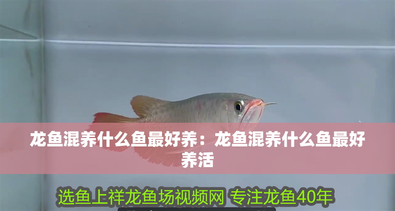 龍魚(yú)混養(yǎng)什么魚(yú)最好養(yǎng)：龍魚(yú)混養(yǎng)什么魚(yú)最好養(yǎng)活