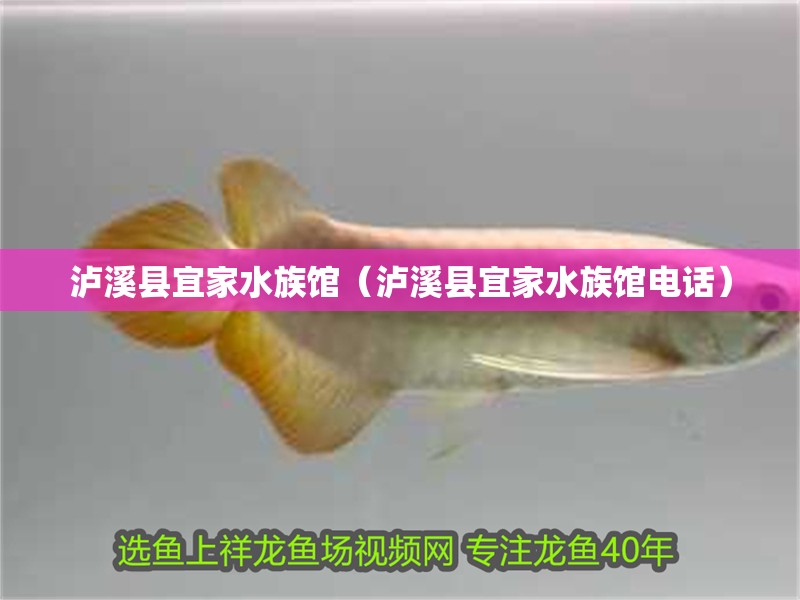 瀘溪縣宜家水族館（瀘溪縣宜家水族館電話）