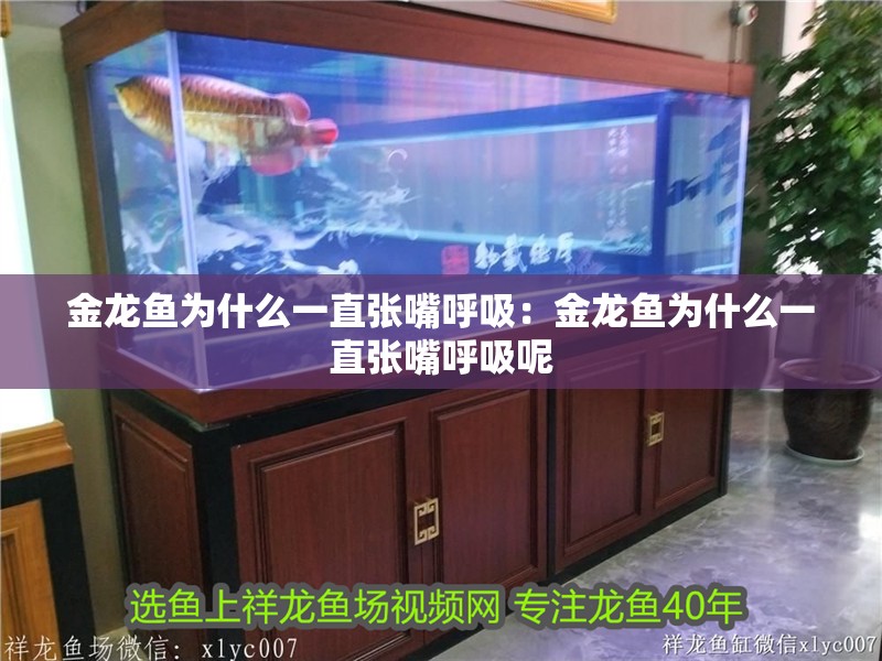 金龍魚為什么一直張嘴呼吸：金龍魚為什么一直張嘴呼吸呢 金龍魚為什么一直張嘴呼吸：金龍魚為什么一直張嘴呼吸呢 水族問答