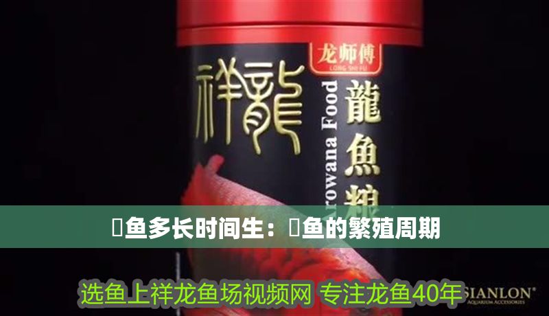 魟魚多長(zhǎng)時(shí)間生：魟魚的繁殖周期