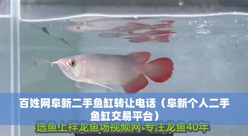 百姓網阜新二手魚缸轉讓電話（阜新個人二手魚缸交易平臺）