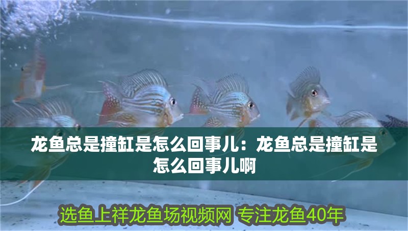 龍魚總是撞缸是怎么回事兒:龍魚總是撞缸是怎么回事兒啊 水族問答 龍魚總是撞缸是怎么回事兒:龍魚總是撞缸是怎么回事兒啊 龍魚總是撞缸是怎么回事兒:龍魚總是撞缸是怎么回事兒啊 水族問答