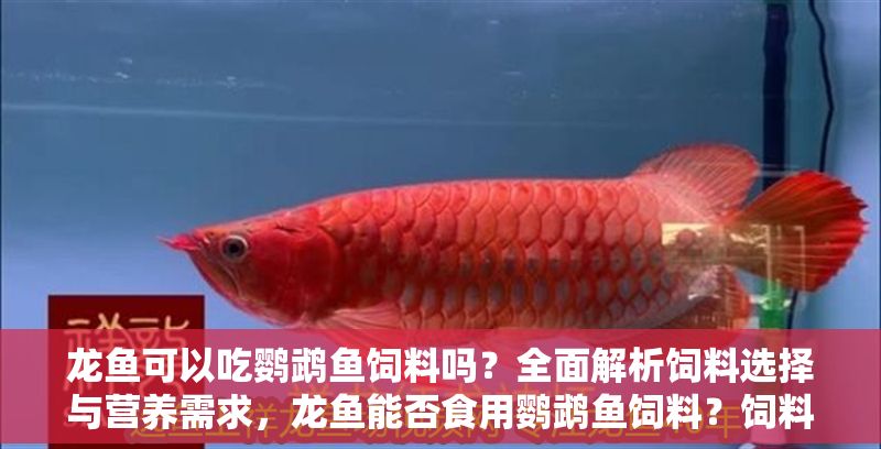 龍魚可以吃鸚鵡魚飼料嗎？全面解析飼料選擇與營養(yǎng)需求，龍魚能否食用鸚鵡魚飼料？飼料選擇與營養(yǎng)需求詳解