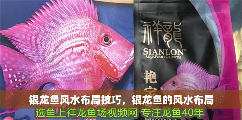 銀龍魚風(fēng)水布局技巧，銀龍魚的風(fēng)水布局
