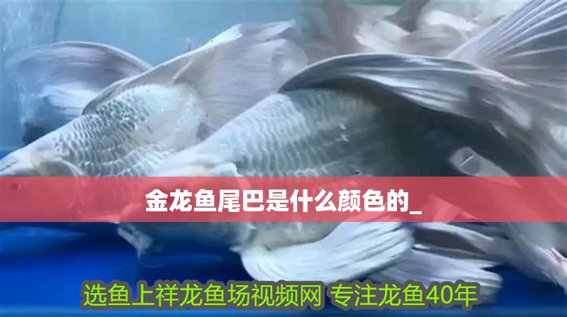 金龍魚尾巴是什么顏色的_