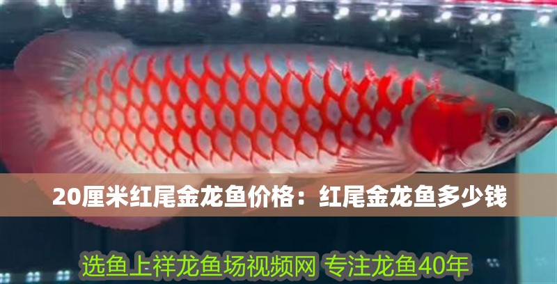20厘米紅尾金龍魚價格:紅尾金龍魚多少錢 水族問答 20厘米紅尾金龍魚價格:紅尾金龍魚多少錢 20厘米紅尾金龍魚價格:紅尾金龍魚多少錢 水族問答