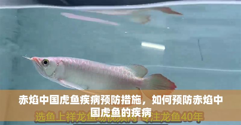 赤焰中國虎魚疾病預(yù)防措施，如何預(yù)防赤焰中國虎魚的疾病