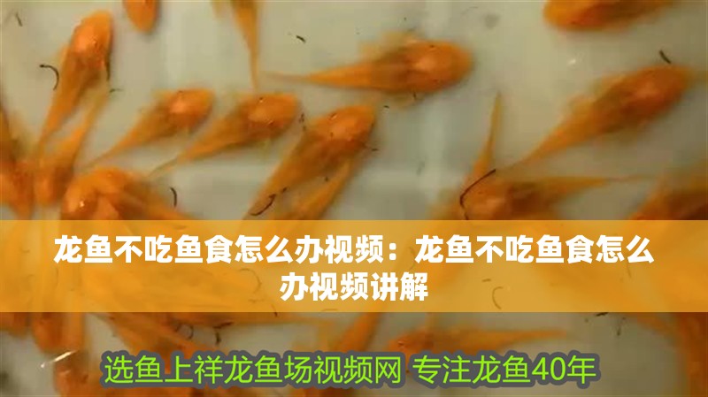 龍魚不吃魚食怎么辦視頻：龍魚不吃魚食怎么辦視頻講解
