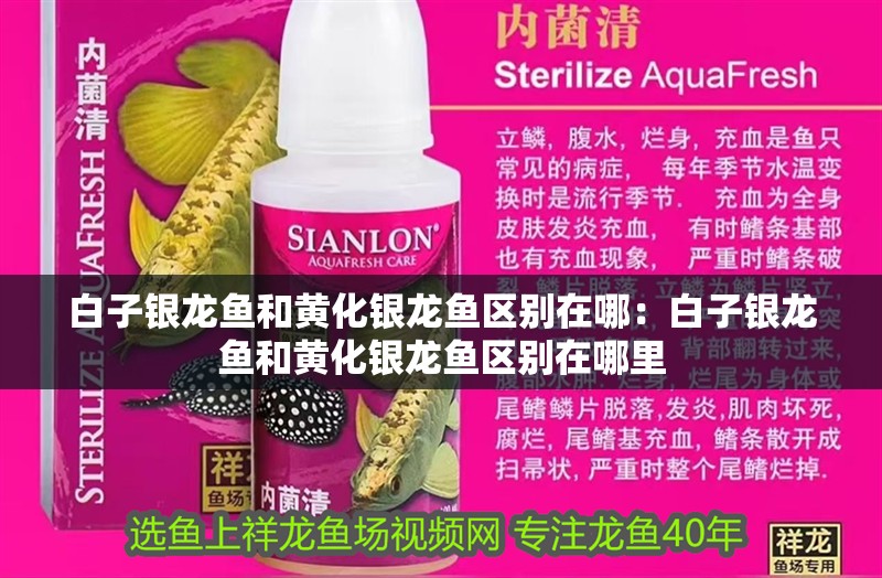 白子銀龍魚和黃化銀龍魚區別在哪：白子銀龍魚和黃化銀龍魚區別在哪里
