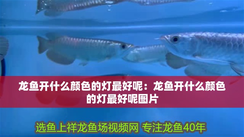 龍魚開什么顏色的燈最好呢：龍魚開什么顏色的燈最好呢圖片