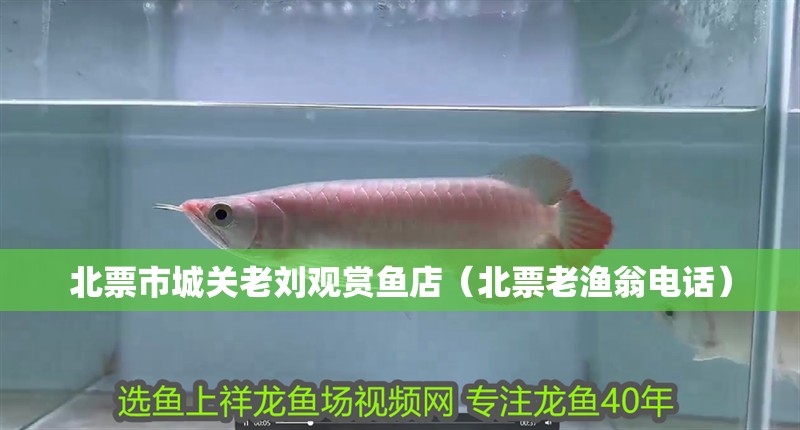 北票市城關(guān)老劉觀賞魚店（北票老漁翁電話）