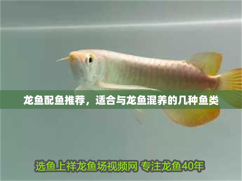 龍魚配魚推薦，適合與龍魚混養(yǎng)的幾種魚類