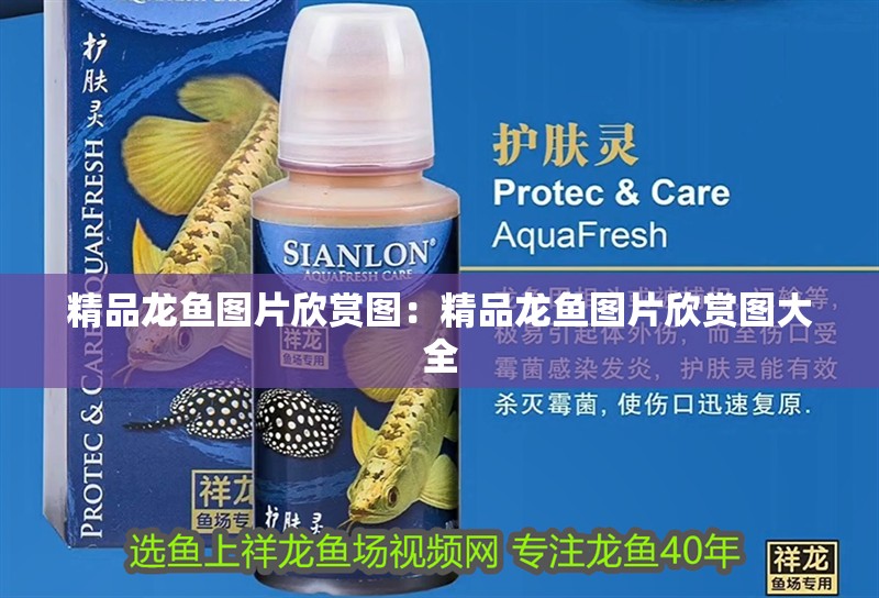 精品龍魚圖片欣賞圖：精品龍魚圖片欣賞圖大全