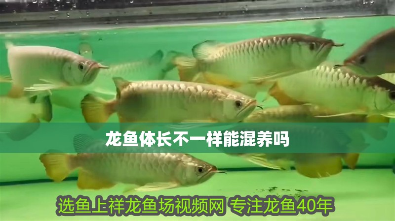 龍魚體長不一樣能混養嗎