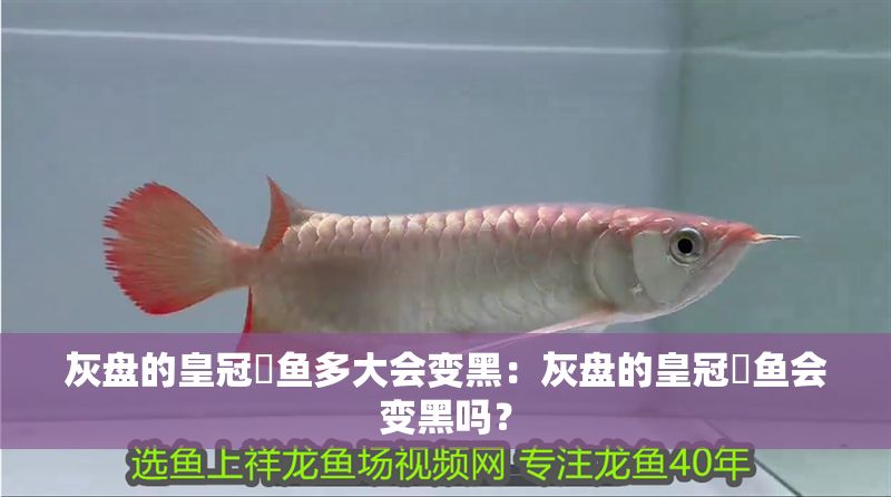灰盤的皇冠魟魚多大會變黑：灰盤的皇冠魟魚會變黑嗎？