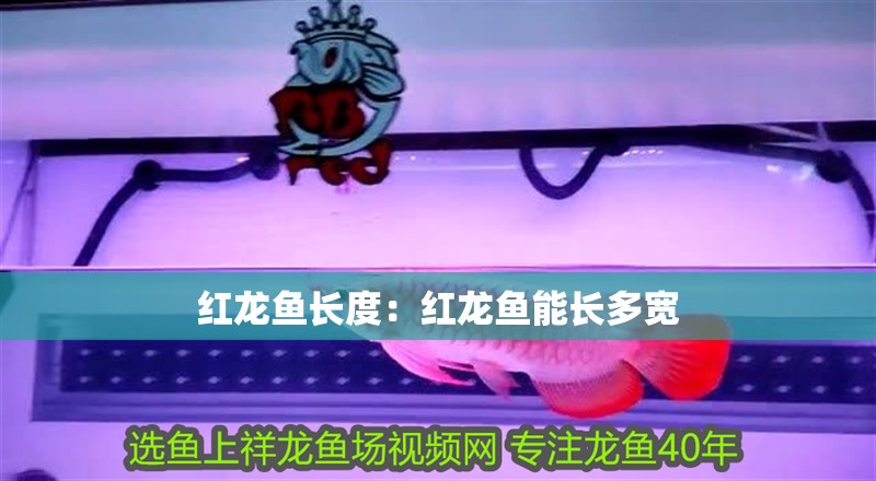 紅龍魚長度：紅龍魚能長多寬