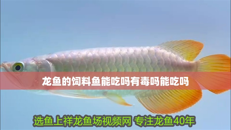 龍魚的飼料魚能吃嗎有毒嗎能吃嗎