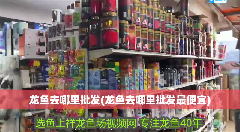 龍魚去哪里批發(龍魚去哪里批發最便宜)