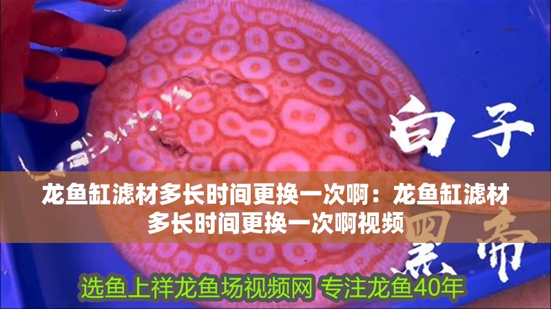 龍魚缸濾材多長時間更換一次?。糊堲~缸濾材多長時間更換一次啊視頻
