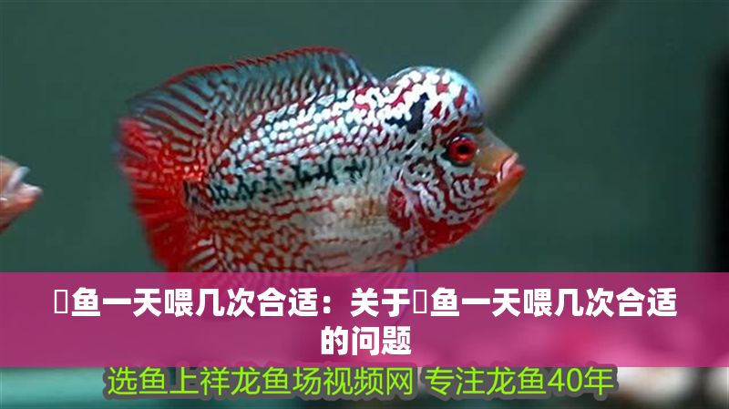 魟魚一天喂幾次合適：關于魟魚一天喂幾次合適的問題