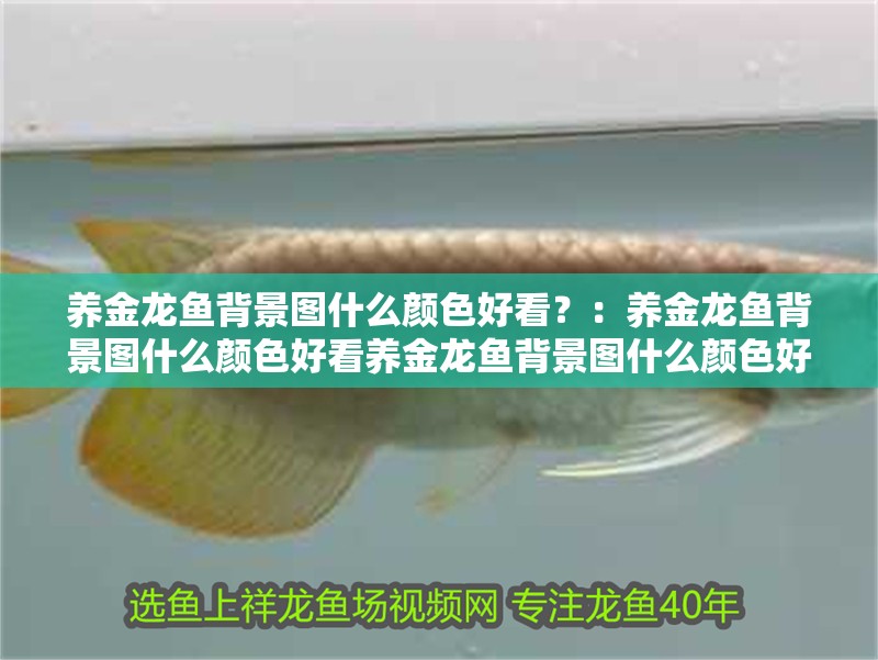 養金龍魚背景圖什么顏色好看？：養金龍魚背景圖什么顏色好看養金龍魚背景圖什么顏色好看