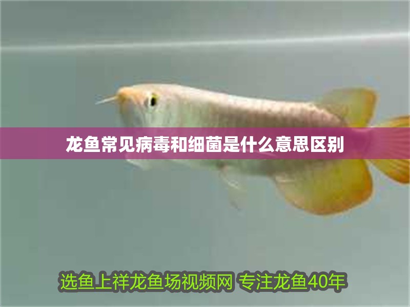 龍魚常見病毒和細菌是什么意思區(qū)別