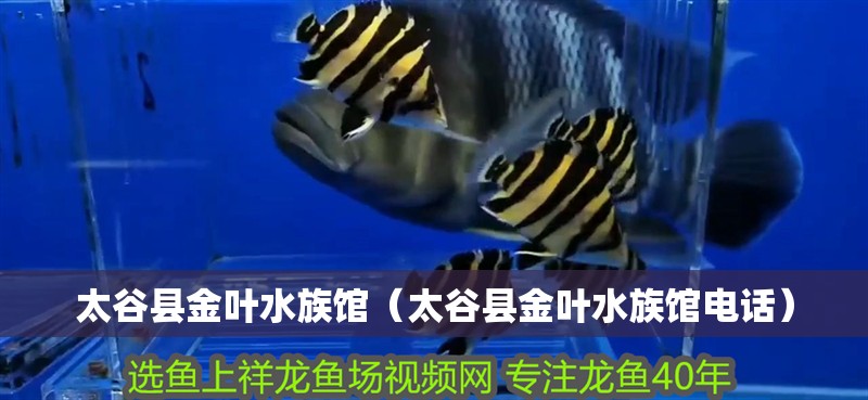 太谷縣金葉水族館（太谷縣金葉水族館電話）