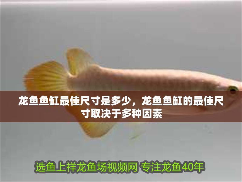 龍魚魚缸最佳尺寸是多少，龍魚魚缸的最佳尺寸取決于多種因素