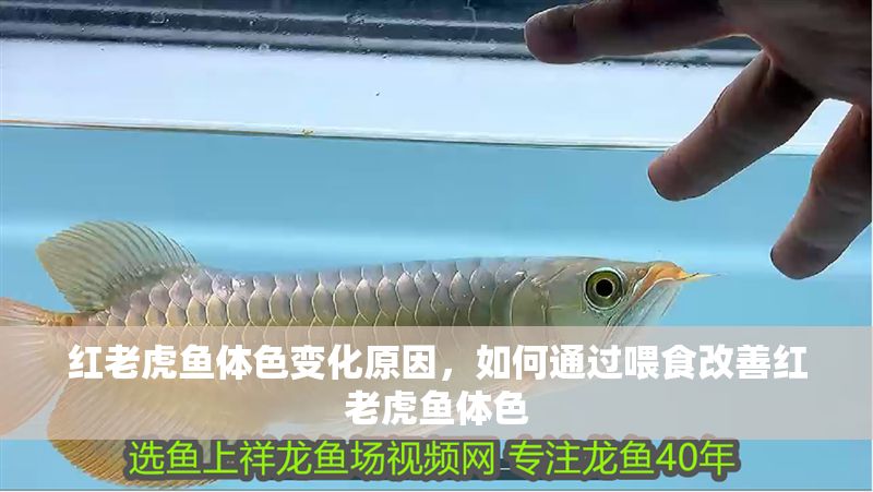 紅老虎魚體色變化原因，如何通過喂食改善紅老虎魚體色
