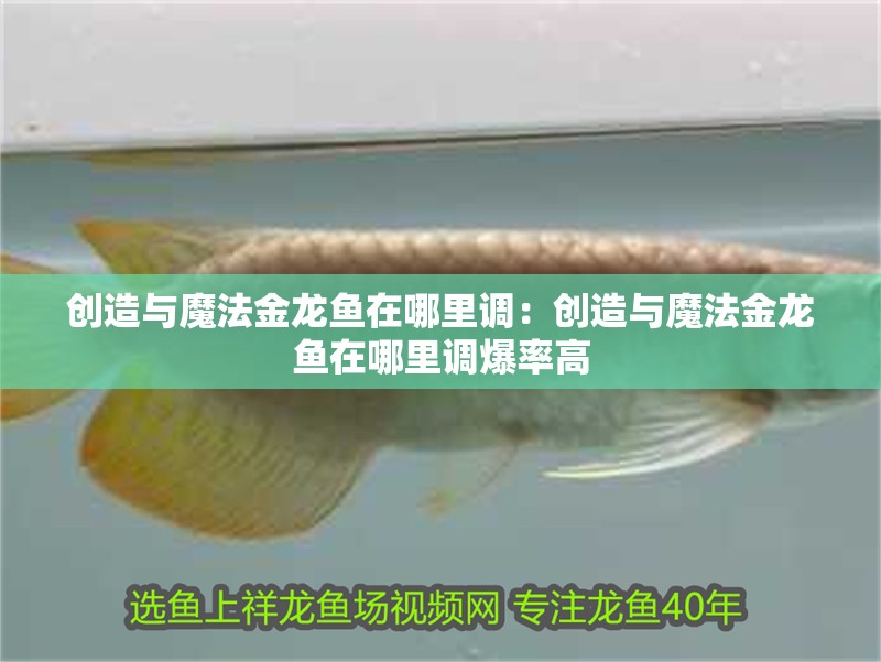 創造與魔法金龍魚在哪里調：創造與魔法金龍魚在哪里調爆率高